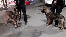 Dvojice německých ovčáků, kterou znojemští strážníci už dvakrát odchytili při... Dvojice německých ovčáků, kterou znojemští strážníci už dvakrát odchytili při...