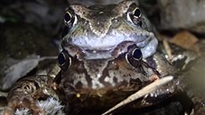 Pářící se pár skokana ostronosého Pářící se pár skokana ostronosého