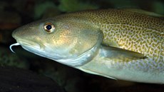 Treska obecná (Gadus morhua Linnaeus, 1758) je mořská ryba z čeledi... Treska obecná (Gadus morhua Linnaeus, 1758) je mořská ryba z čeledi...