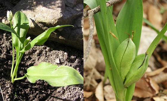 Vlevo esnek medvdí (Allium ursinum), vpravo ocún jesenní (Colchicum...