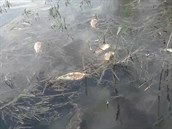 V rybníku Nesyt ve velkém uhynuly ryby V rybníku Nesyt ve velkém uhynuly ryby