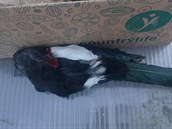 Žena našla na zahradě zastřelenou straku. Žena našla na zahradě zastřelenou straku.