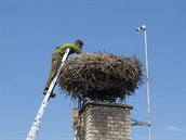 Ošetřovatelé museli po úhynu čapího samce v Bartošovicích na komín. Vejce z... Ošetřovatelé museli po úhynu čapího samce v Bartošovicích na komín. Vejce z...