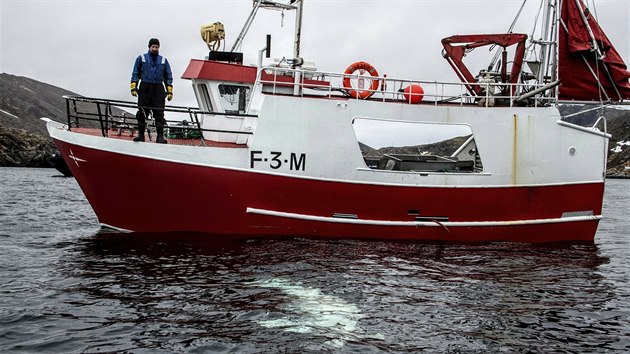 Kolem norskch ryb krouila velryba s popruhem, kterou patrn Rusov cviili pro bojov ely (26.4.2019)