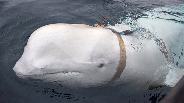 Kolem norskch ryb krouila velryba s popruhem, kterou patrn Rusov cviili pro bojov ely (29.4.2019)