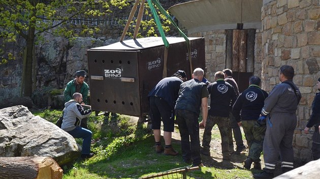 Tříletý medvěd kamčatský dorazil do Děčína z brněnské zoo. Jmenuje se Bruno.