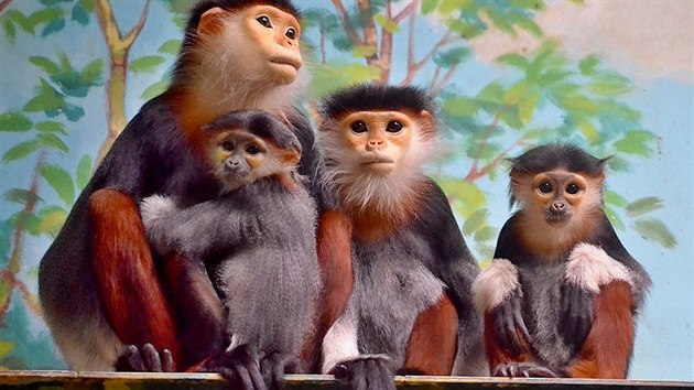 Dvě samičky langurů duk loni v létě porodily dva „chlapce“. Nejkritičtější období mají za sebou. Jejich otcem a tedy i hlavou celé skupiny je samec Thua Noi (na snímku chybí).