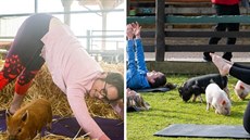 Ženy v Anglii cvičí pilates s prasaty Ženy v Anglii cvičí pilates s prasaty