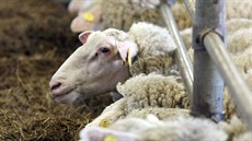 Kozí a ovčí farma v Pěnčíně na Jablonecku Kozí a ovčí farma v Pěnčíně na Jablonecku