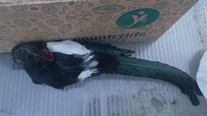 Žena našla na zahradě zastřelenou straku. Žena našla na zahradě zastřelenou straku.