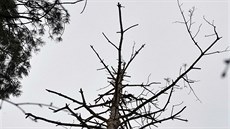 V brněnské přírodní rezervaci Kamenný vrch kvůli dlouhodobému suchu uhynulo asi... V brněnské přírodní rezervaci Kamenný vrch kvůli dlouhodobému suchu uhynulo asi...