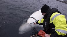 Kolem norských rybá krouila velryba s popruhem, kterou patrn Rusové cviili...