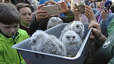 Zachráněné puštíky mohli vidět lidé nedávno v Jihlavě při vypouštění netopýrů.... Zachráněné puštíky mohli vidět lidé nedávno v Jihlavě při vypouštění netopýrů....
