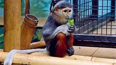 V zoo Chleby chovají a loni dokonce rozmnoili vzácné a ohroené opice langury...
