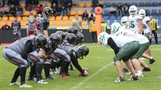 Momentka ze zápasu Vysočina Gladiators - Brno Alligators Momentka ze zápasu Vysočina Gladiators - Brno Alligators