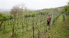 Miloslava Orsavová, členka spolu Vinohradský hrozen, který se o vinohrad stará. Miloslava Orsavová, členka spolu Vinohradský hrozen, který se o vinohrad stará.