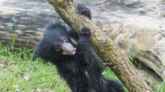 V roce 2019 se ve zlnsk zoo narodilo prvn mld medvda pyskatho 