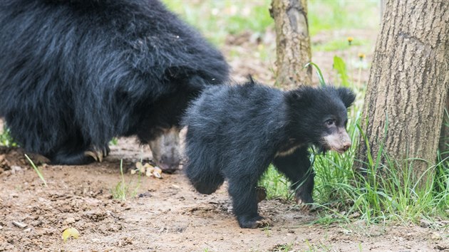 V roce 2019 se ve zlnsk zoo narodilo prvn mld medvda pyskatho 
