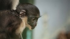 Odchov kočkodana se podařil v zoo poprvé. Odchov kočkodana se podařil v zoo poprvé.