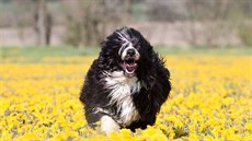 Portugalský vodní pes nelíná, proto se stává oblíbeným spoleníkem alergik,...