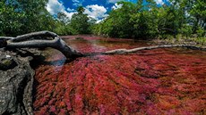 Kolumbijská řeka Caňo Cristales Kolumbijská řeka Caňo Cristales