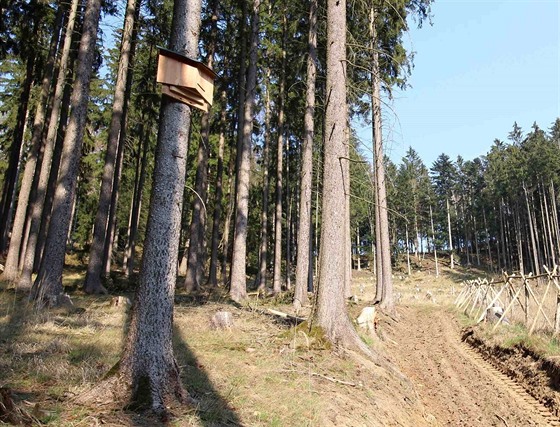 Ve Slavkovském lese se testuje budka k ochran netopýr, kterou navrhl student...