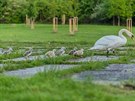 Neskutečných 10 labuťátek se nedávno vylíhlo labutímu páru z Košíkovských nádrží. Na jedné z fotek převádí máma své potomky k druhé nádrži. Neskutečných 10 labuťátek se nedávno vylíhlo labutímu páru z Košíkovských nádrží. Na jedné z fotek převádí máma své potomky k druhé nádrži.