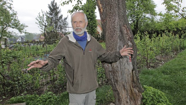Páchníka hnědého zachránila ohořelá hrušeň. Páchníka hnědého zachránila ohořelá hrušeň.