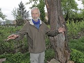 Páchníka hnědého zachránila ohořelá hrušeň. Páchníka hnědého zachránila ohořelá hrušeň.