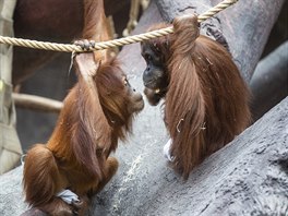 Expozici orangutan sumaterských v pavilonu Indonéská dunge v souasnosti...