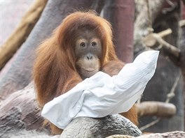 Obas orangutani dostávají "na hraní" i jutové pytle, ale rozmrnjí kusy...
