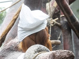 Orangutani si na sebe loní prádlo napíklad rzn "oblékají".