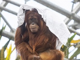 Obdivovatelé praských orangutan dobe vdí, e prostradla jsou jejich...