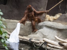 "Prostradla i jiné kusy loního prádla nae orangutany neomrzí asi nikdy,"...