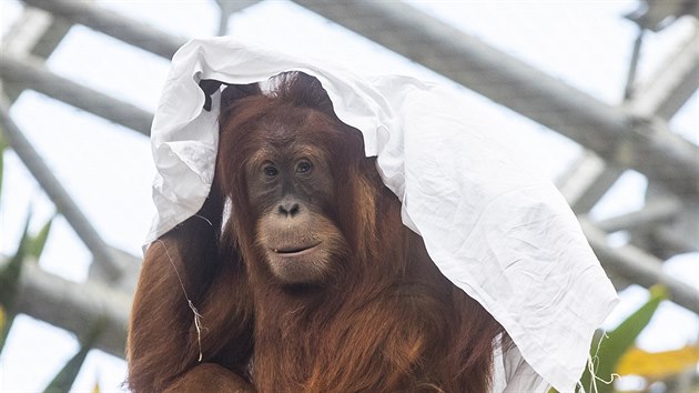 Obdivovatel praskch orangutan dobe vd, e prostradla jsou jejich oblbenou zbavou dlouh roky. Co se dje, kdy dostanou vrku lonho prdla, zachytil n fotograf z bezprostedn blzkosti. A potvrdil, e to je asn zitek, venku vs toti od nich dl jen sklo, uvnit pavilonu vodn pkop.