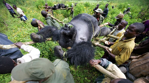 Fotka, kter roku 2007 zashla svt: stbrohbet samec Senkwekwe byl zastelen spolu s dalmi temi gorilami.