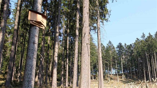 Ve Slavkovskm lese se testuje budka k ochran netopr, kterou navrhl student Fakulty designu a umn Ladislava Sutnara Zpadoesk univerzity v Plzni Tom Star. 
