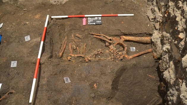 Pohled na hrob H210 a kostern pozstatky nalezen archeology na mst bvalho olomouckho hbitova. Patily mui, kter il a dvacet let se syfilidou.