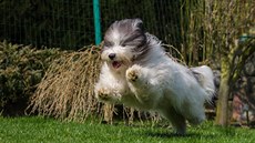 Toto plemeno se skvěle hodí na všemožné psí sporty. Toto plemeno se skvěle hodí na všemožné psí sporty.