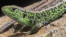Klíšťata se nevyhýbají ani volně žijícím živočichům. Například tato ještěrka... Klíšťata se nevyhýbají ani volně žijícím živočichům. Například tato ještěrka...