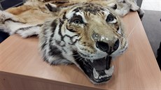 Kůži tygra lze na černém trhu prodat až za 12 tisíc dolarů. Hlavně v Asii... Kůži tygra lze na černém trhu prodat až za 12 tisíc dolarů. Hlavně v Asii...