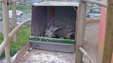 Sokoli na komíně teplárny v Českých Budějovicích mají tři mláďata. Sokoli na komíně teplárny v Českých Budějovicích mají tři mláďata.