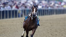 Kůň Bodexpress absolvoval prestižní americký dostih Preakness Stakes bez... Kůň Bodexpress absolvoval prestižní americký dostih Preakness Stakes bez...