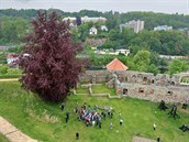 Buk červenolistý na Chebském hradě soutěží o titul Strom roku. Z mnoha... Buk červenolistý na Chebském hradě soutěží o titul Strom roku. Z mnoha...