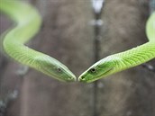 Dvě mamby zelené se zabydlely v plzeňské zoo. Dvě mamby zelené se zabydlely v plzeňské zoo.