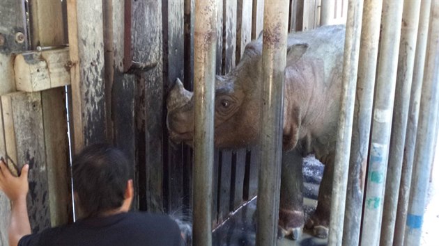 Tam, posledn samec nosoroce sumaterskho,v kleci ve stt Sabah v Malajsii, na obrzku zskanm ze socilnch mdi (27. 5. 2019).