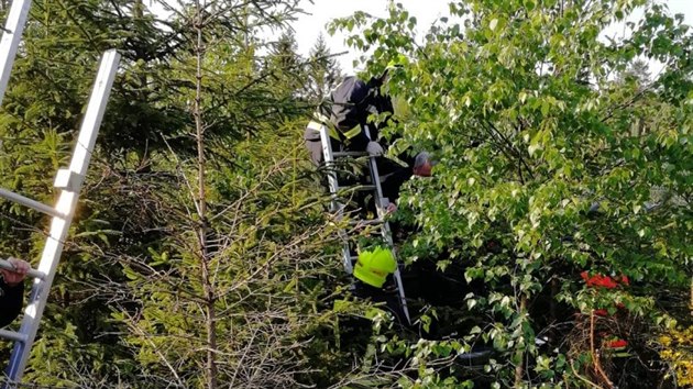 idii kody Fabie vjel pi havrii do nzkho lesnho porostu. Pevrcen auto nebylo ze silnice vbec vidt. (25. 5. 2019)