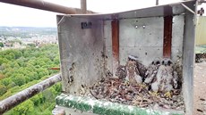 Pár sokolů stěhovavých vyvedl na komíně sokolovské chemičky tři mladé. Pár sokolů stěhovavých vyvedl na komíně sokolovské chemičky tři mladé.
