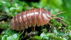 Svinka (Armadillidium) Svinka (Armadillidium)