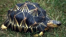 Želva paprsčitá (Astrochelys radiata) žije ve volné přírodě pouze na... Želva paprsčitá (Astrochelys radiata) žije ve volné přírodě pouze na...
